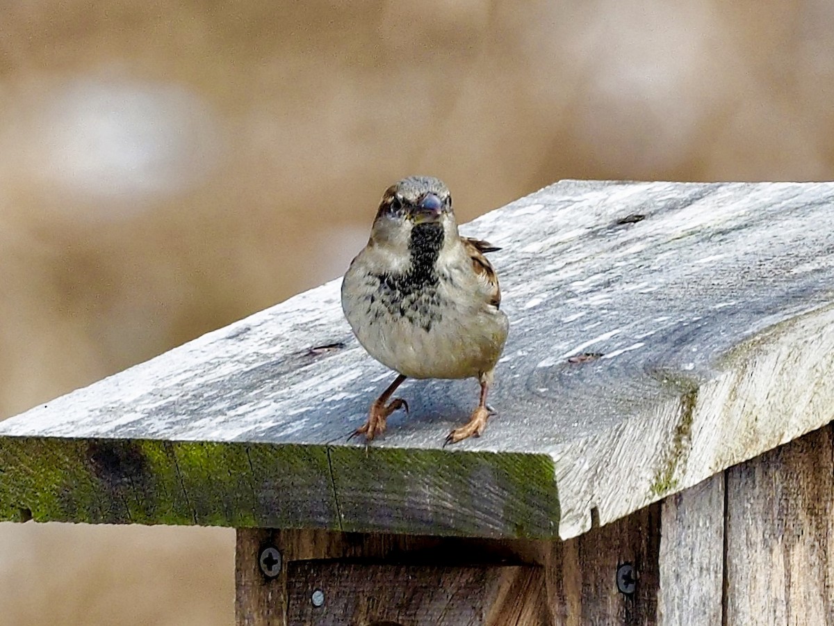 House Sparrow - ML82982611