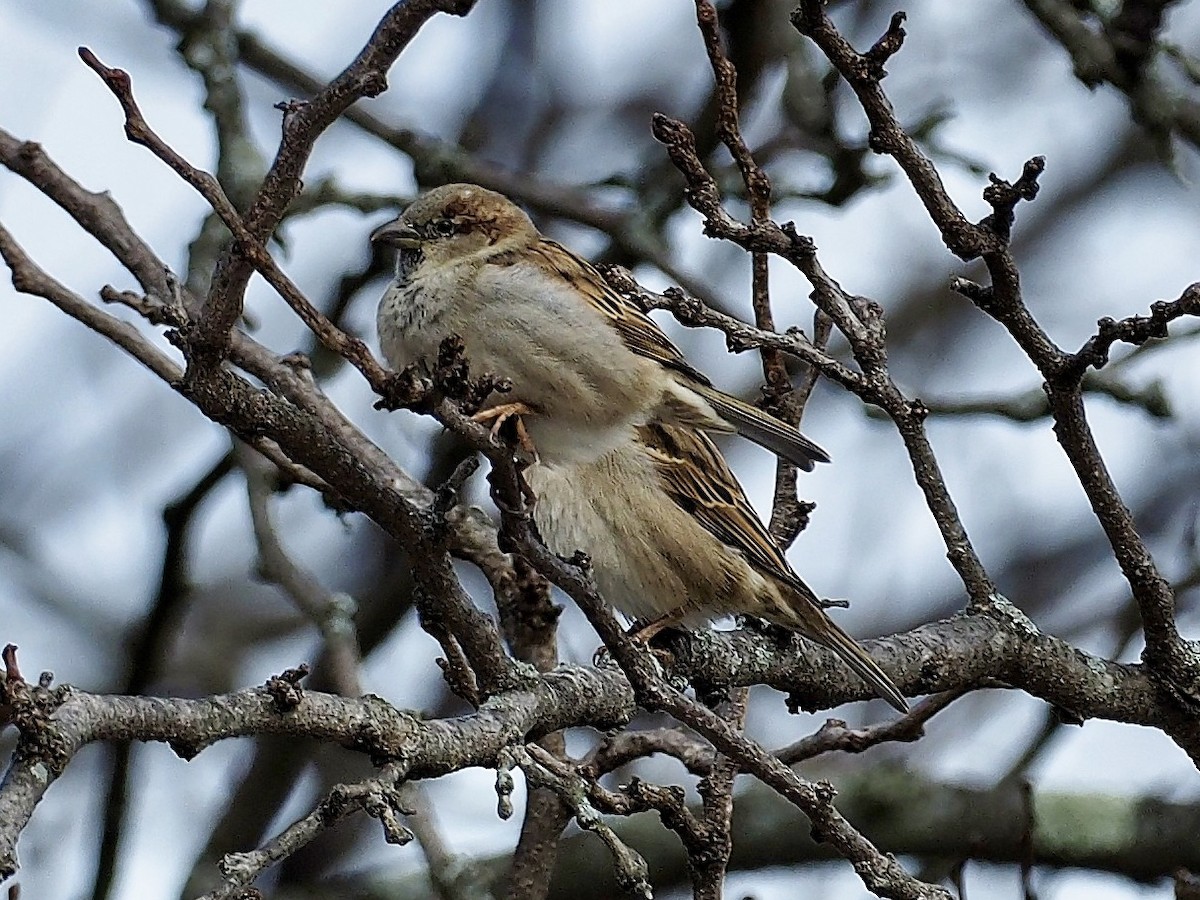 House Sparrow - ML82982621