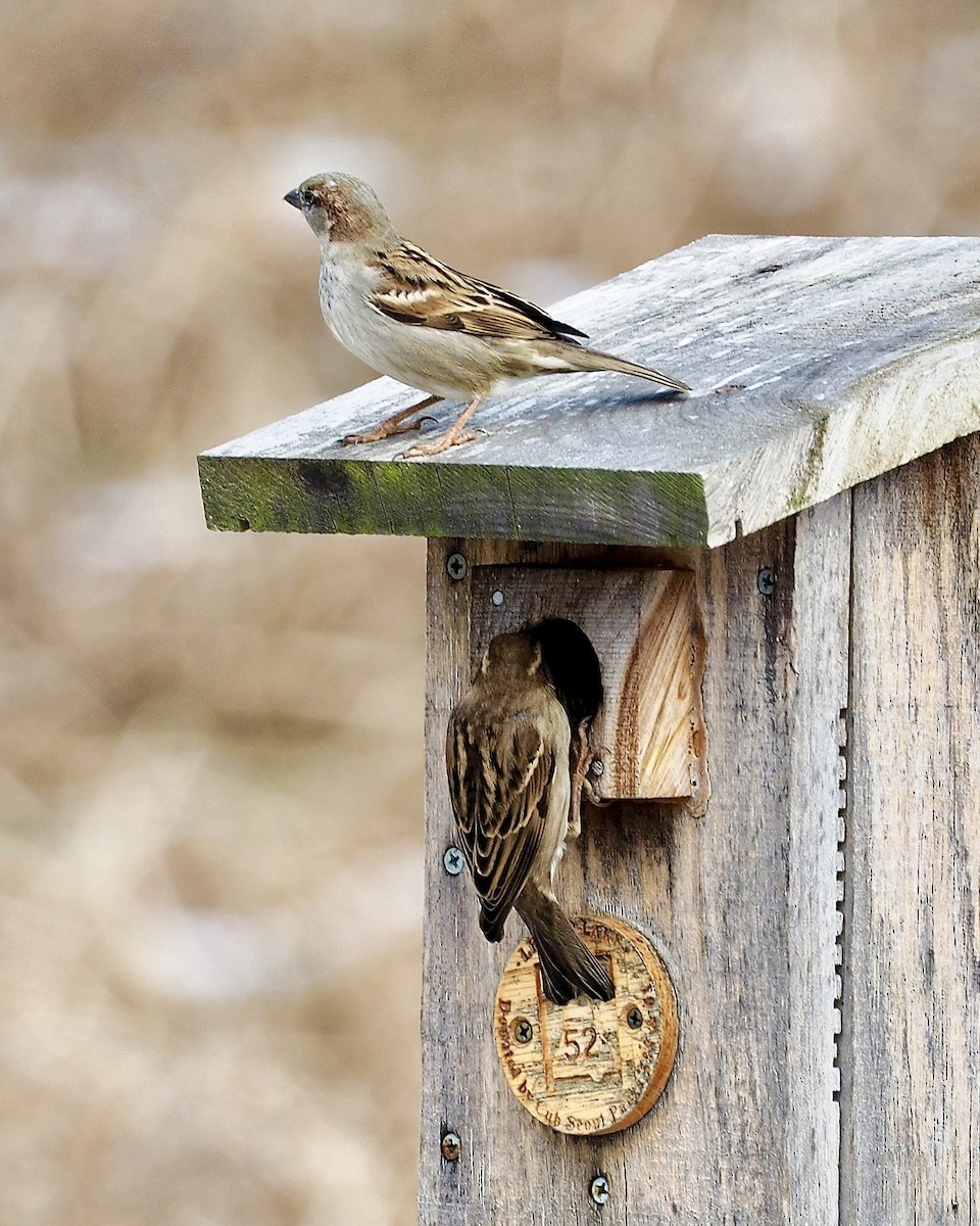 House Sparrow - ML82982631