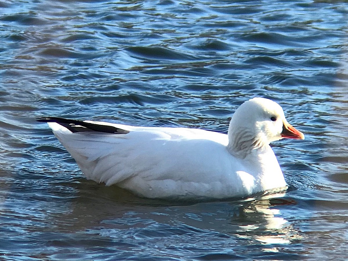 Ross's Goose - Ryan Wirtes