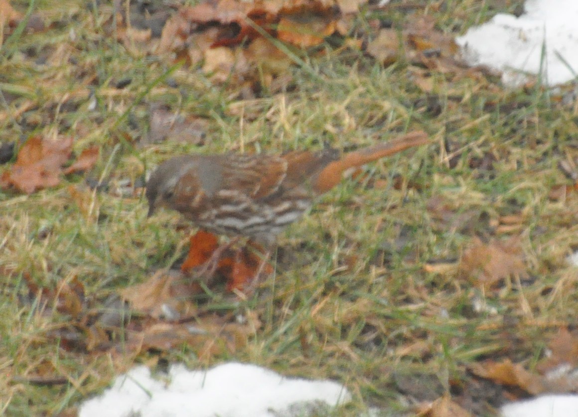 Fox Sparrow (Red) - ML82985051