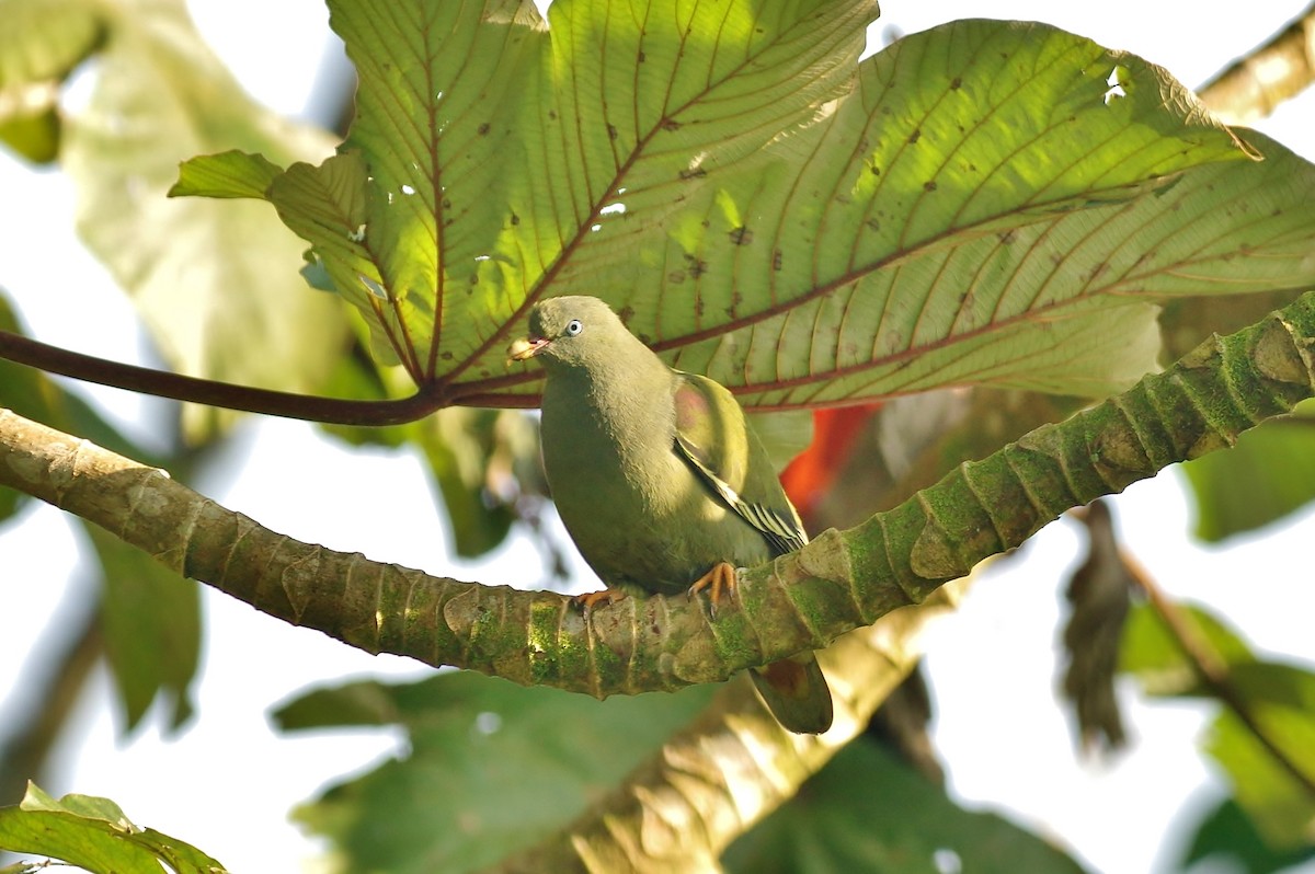 Sao Tome Green-Pigeon - Thibaud Aronson