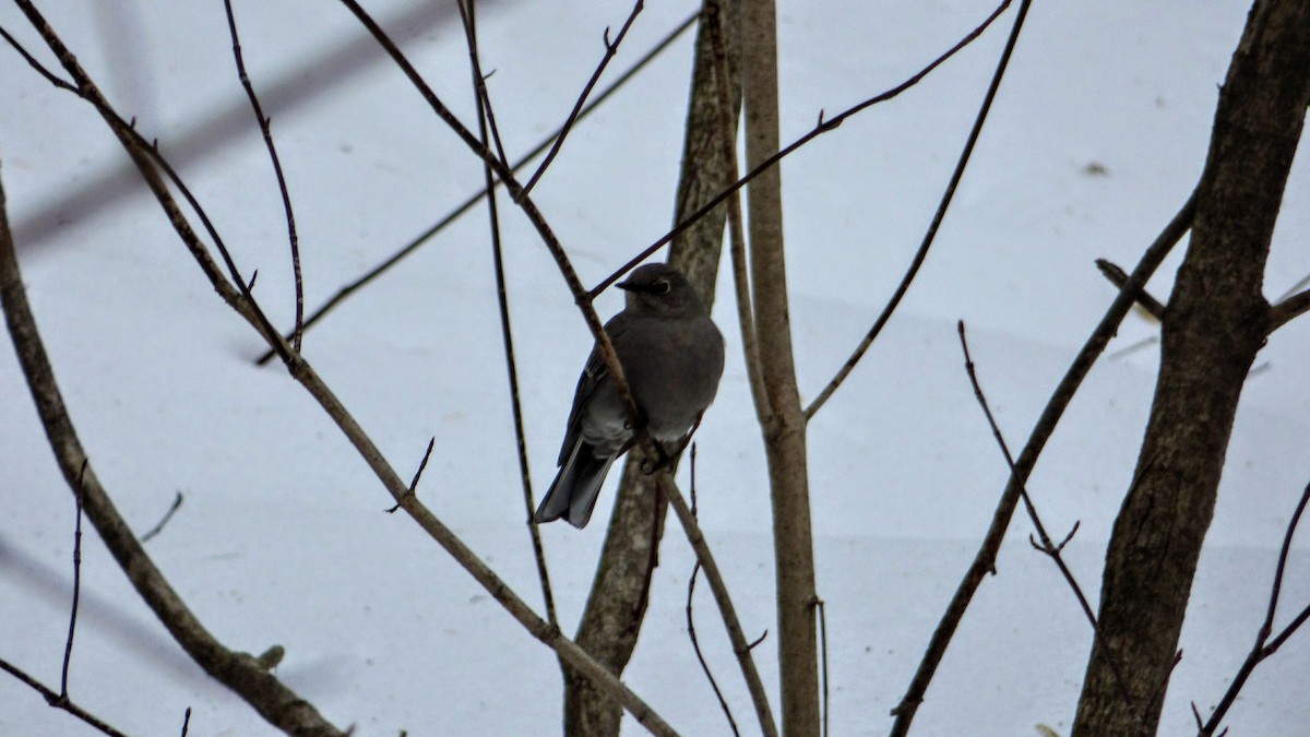 Townsend's Solitaire - ML82985201