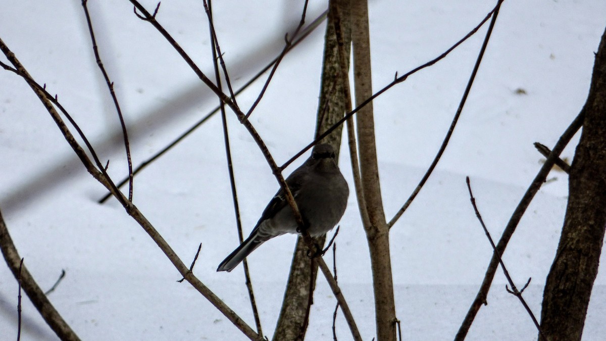 Townsend's Solitaire - ML82985261