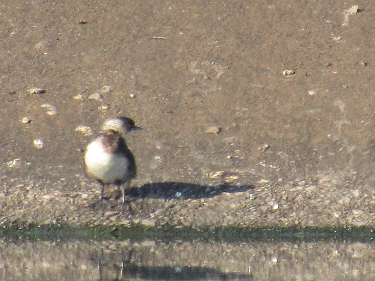 Least Grebe - Adrianh Martinez-Orozco