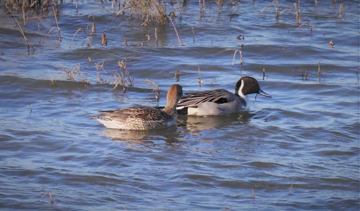 Northern Pintail - Angela Kenny