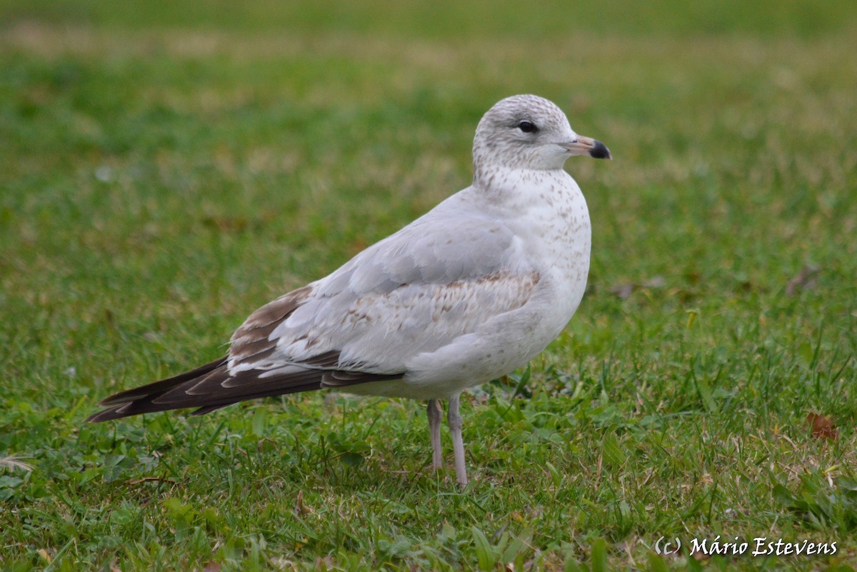 Ring-billed Gull - Mário Estevens