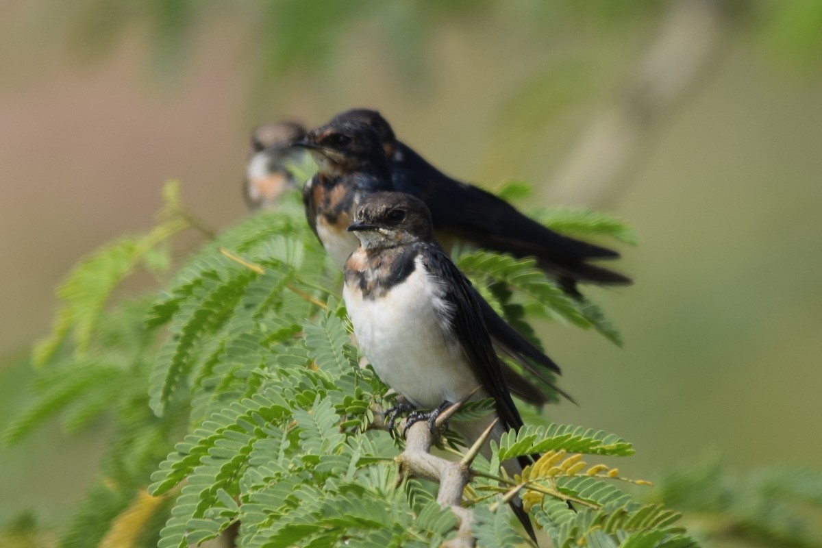 Barn Swallow - ML82988321