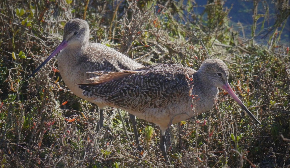 Marbled Godwit - ML82988821