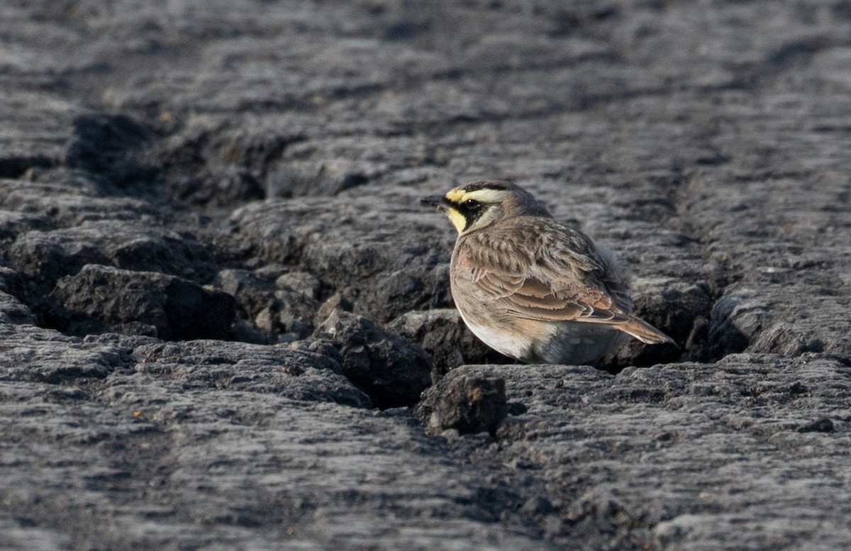 Horned Lark - ML82989941