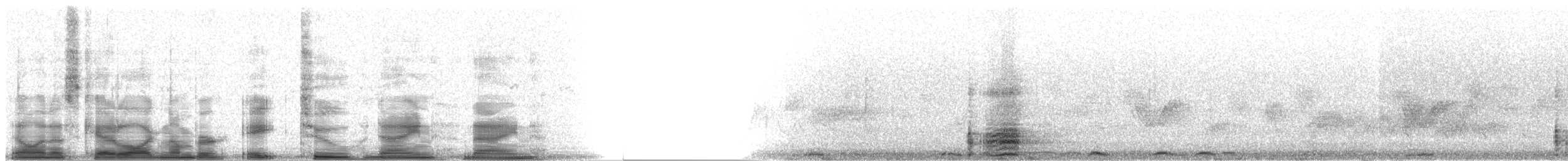 Eidechsenkuckuck (bahamensis) - ML8299