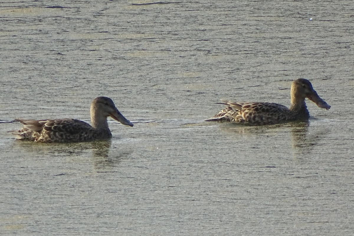 Northern Shoveler - Don Bemont