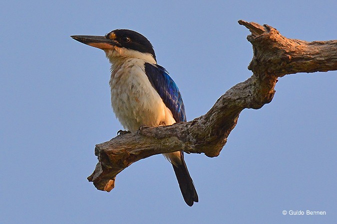 Forest Kingfisher - Guido Bennen