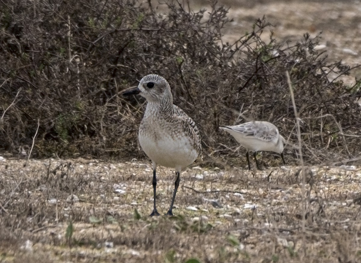 Black-bellied Plover - ML82990681