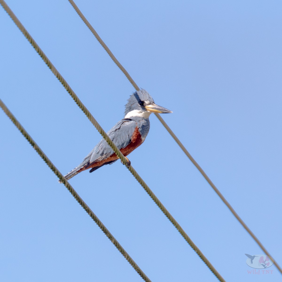 Красногрудый зимородок - ML82991841