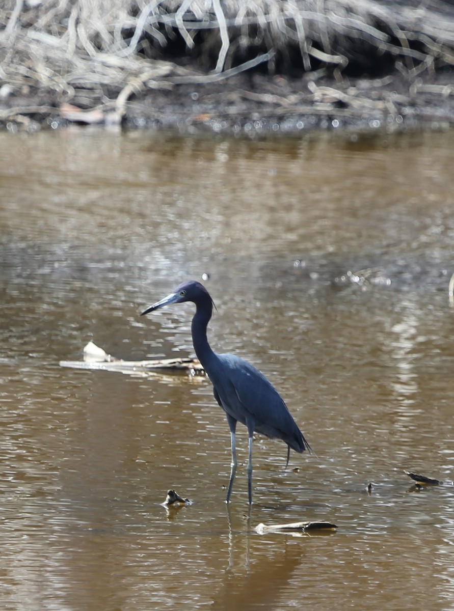 Little Blue Heron - Ceri James