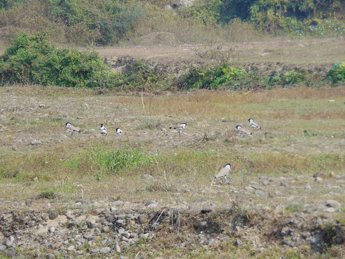 River Lapwing - ML82993001