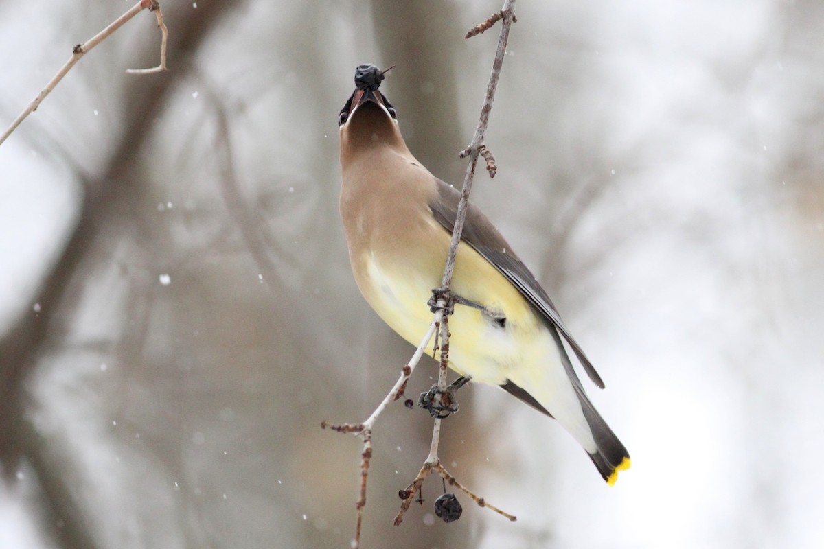 Cedar Waxwing - ML82993471