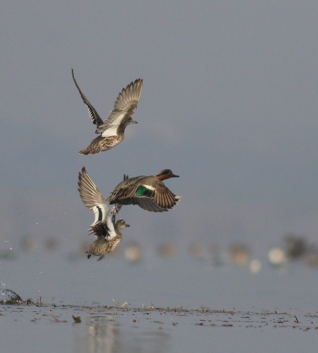 Green-winged Teal - ML82993841