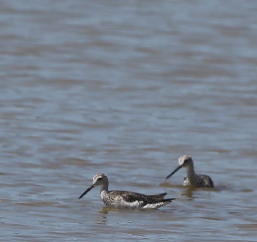 Greater Yellowlegs - ML82993861