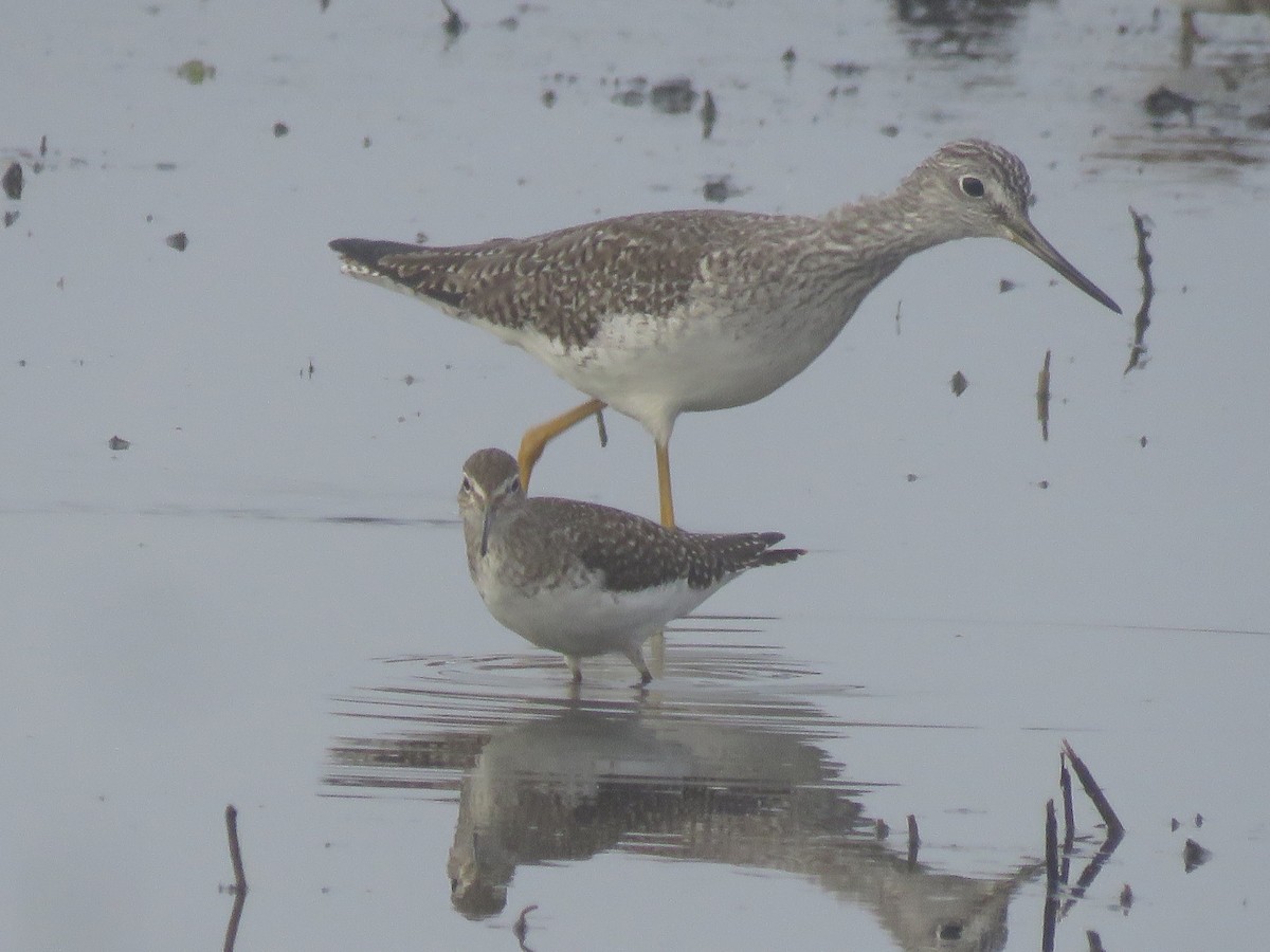 Solitary Sandpiper - Lloyd Davis