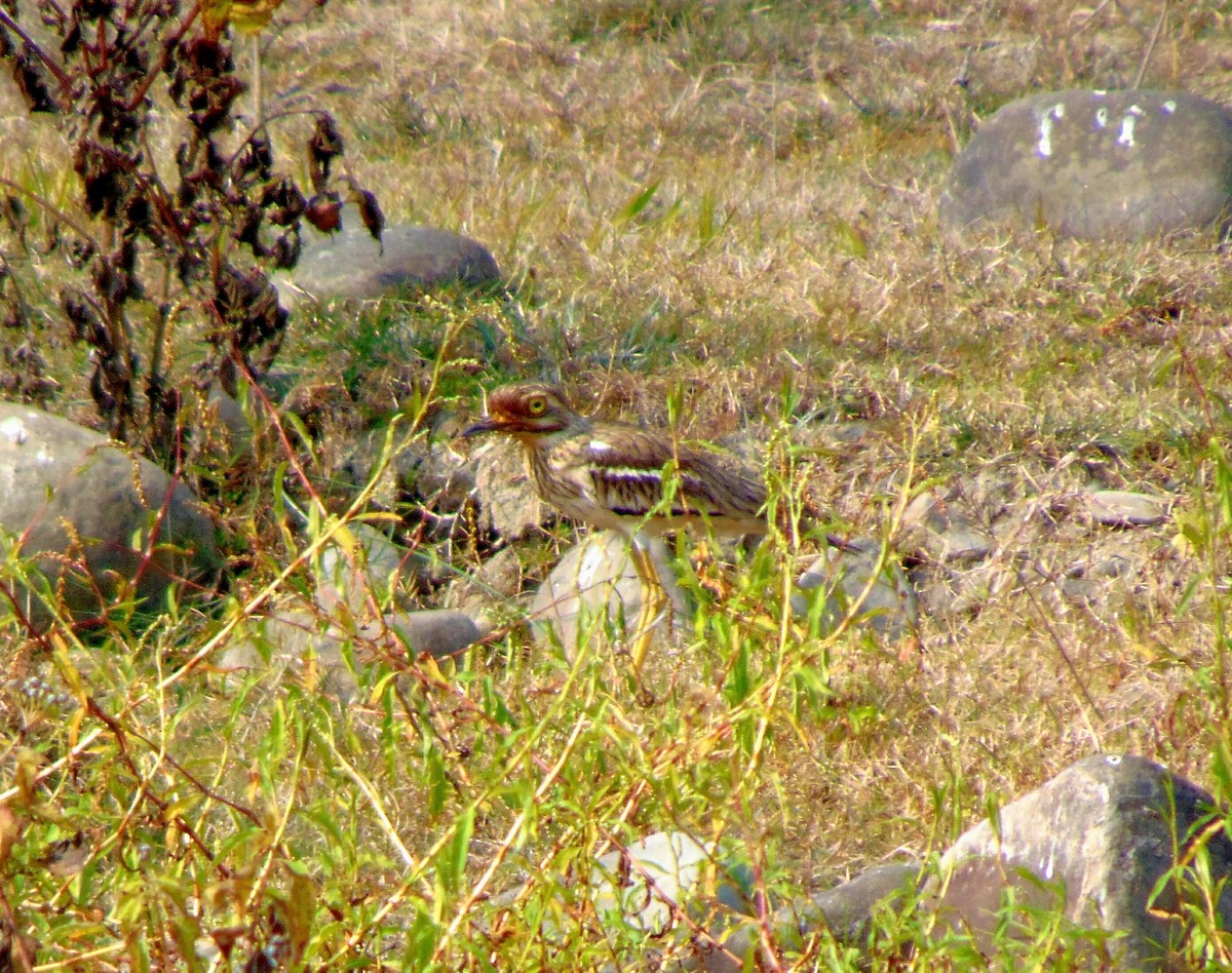 Indian Thick-knee - ML82994881