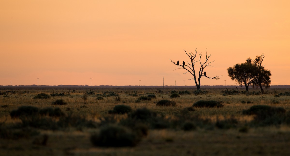 Wedge-tailed Eagle - ML82995091