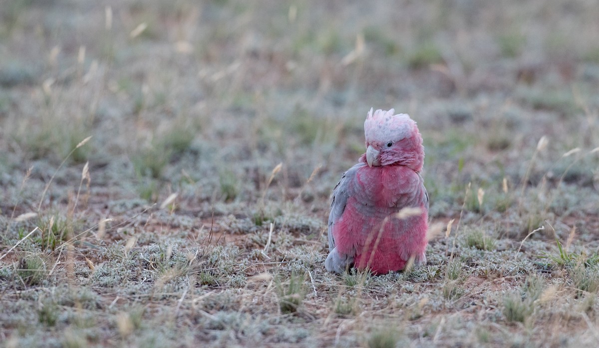 Cacatúa Galah - ML82995381