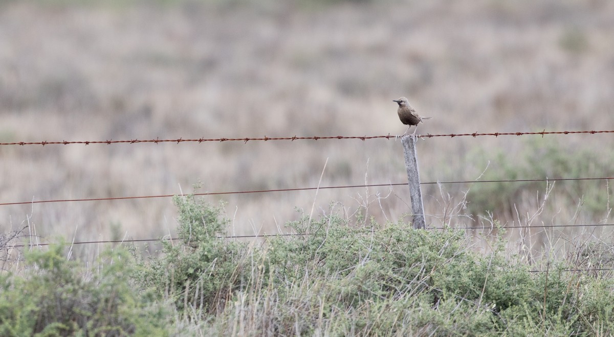 Brown Songlark - ML82995621