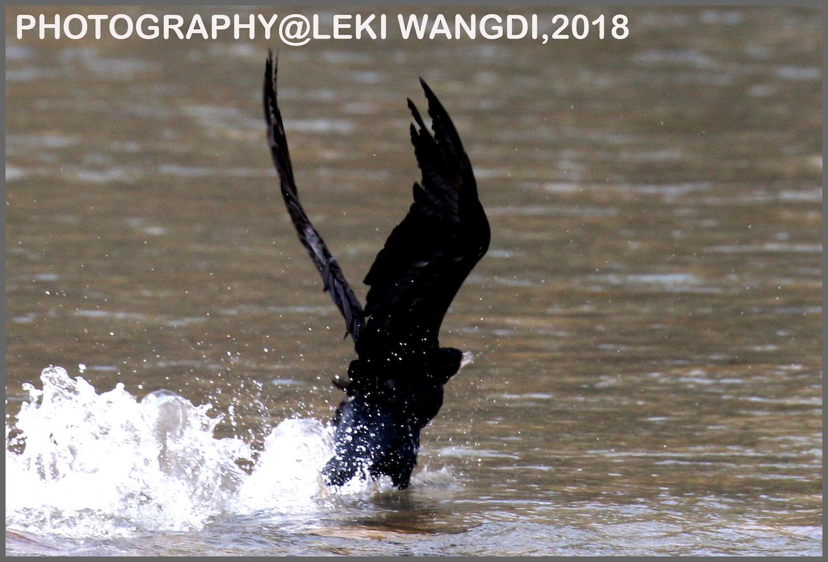 Great Cormorant (Eurasian) - Leki Wangdi