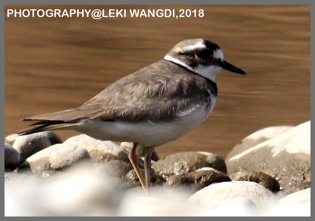 Little Ringed Plover - Leki Wangdi