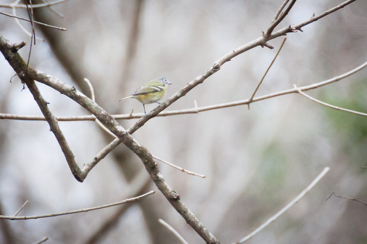 Mavi Başlı Vireo - ML82996601