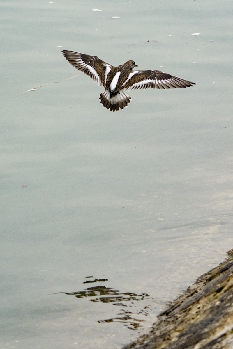 Ruddy Turnstone - Toby Rowland