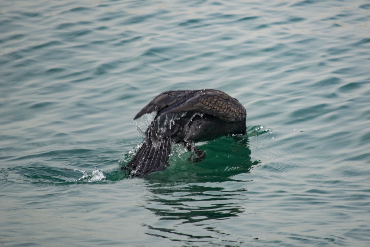 Great Cormorant - ML82998031