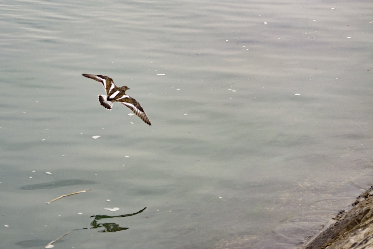 Ruddy Turnstone - ML82998041