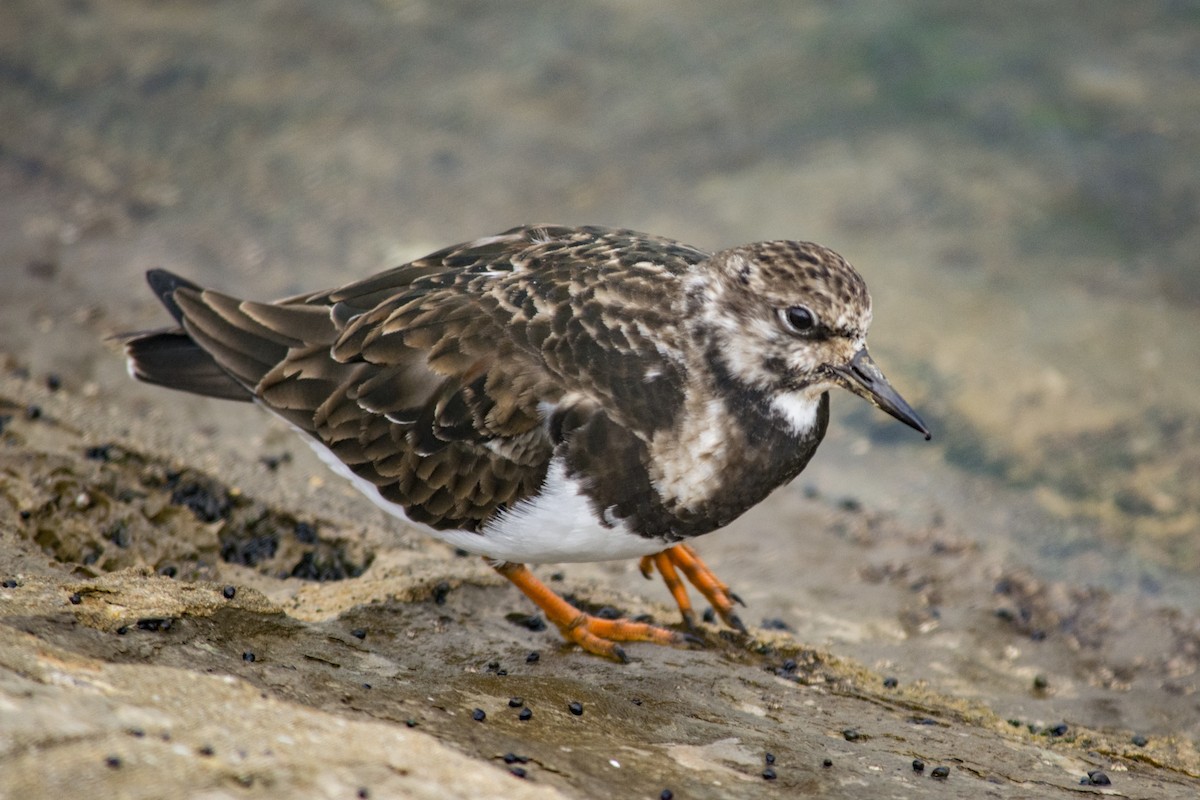 Ruddy Turnstone - ML82998051