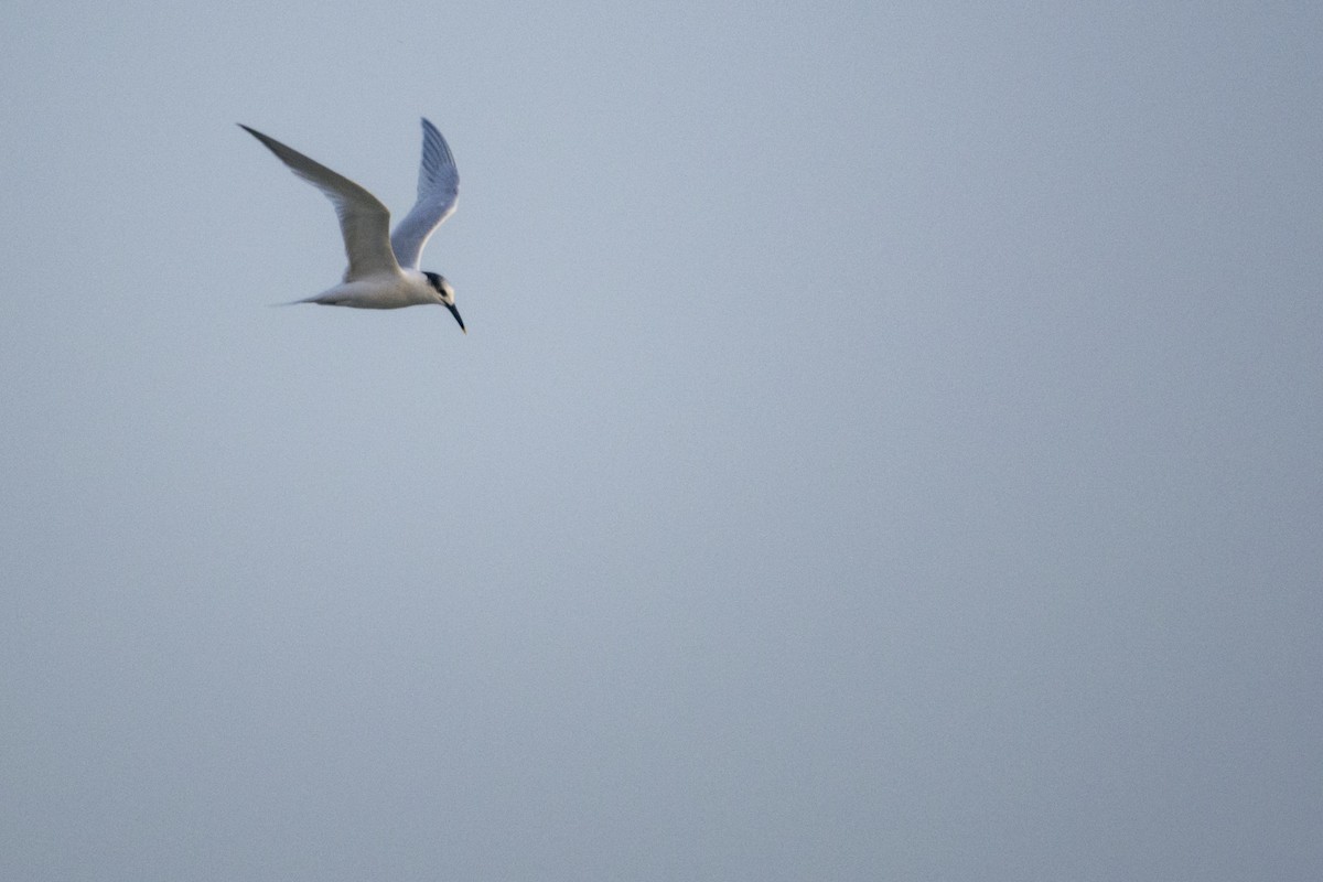 Sandwich Tern (Eurasian) - ML82998171