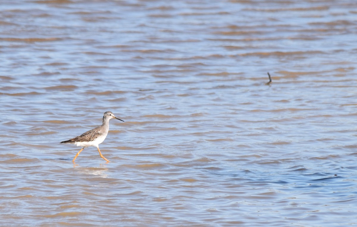 Lesser Yellowlegs - ML82999091