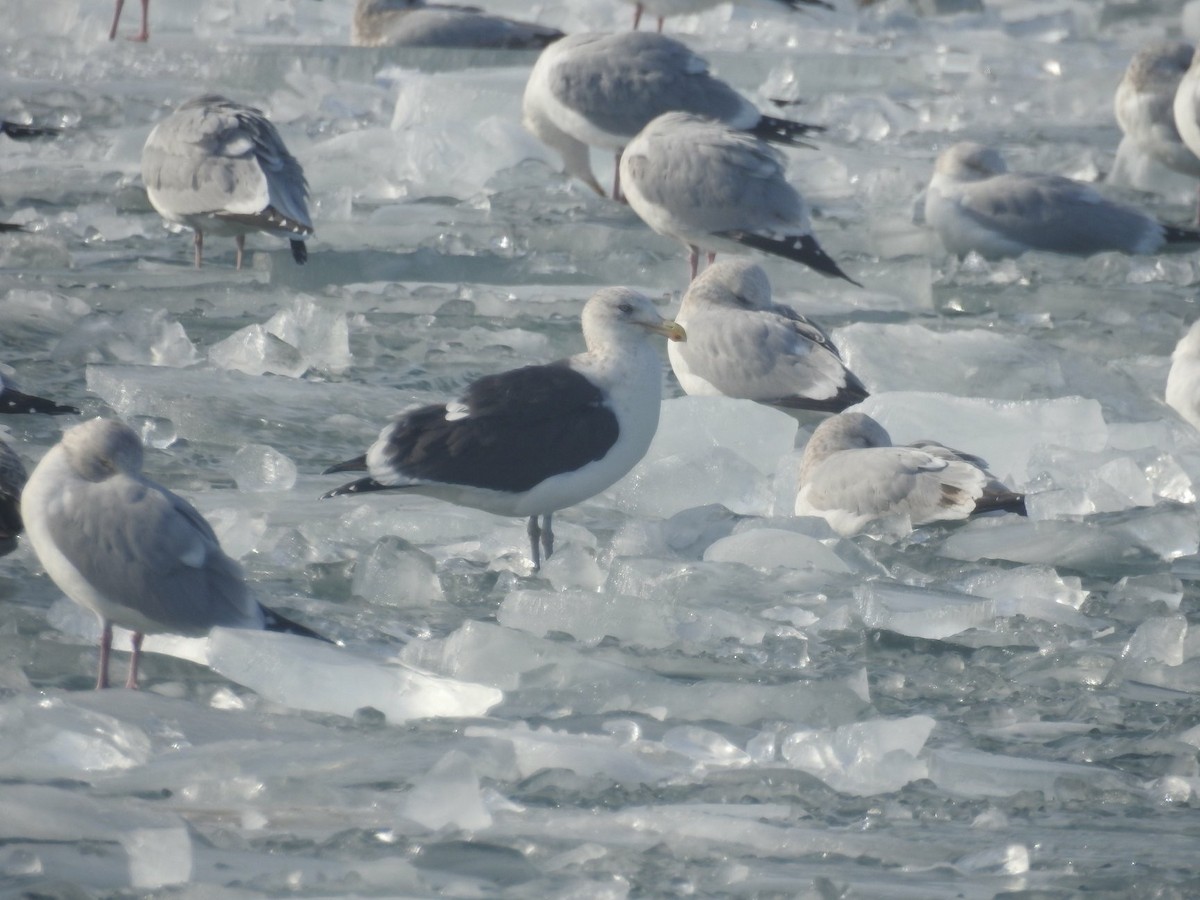 Kelp x American Herring Gull (hybrid) - ML82999911