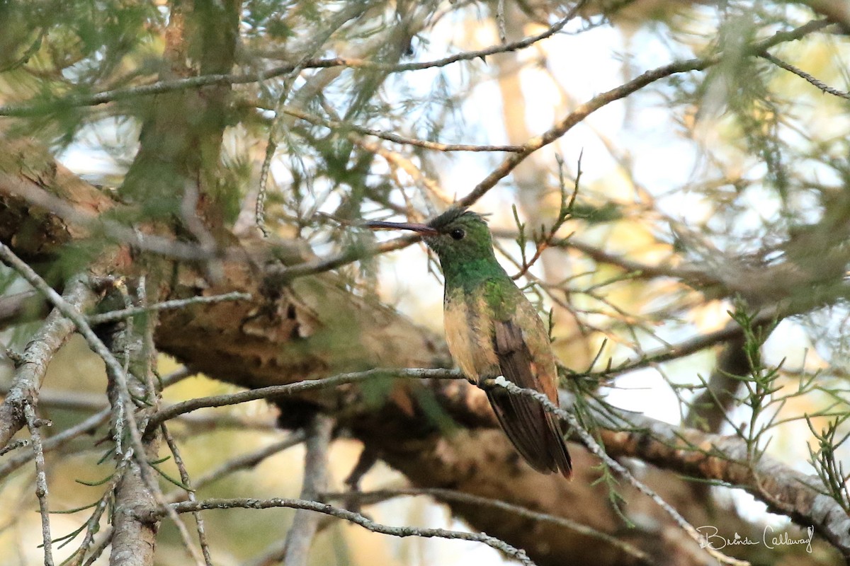 Buff-bellied Hummingbird - Brenda Callaway