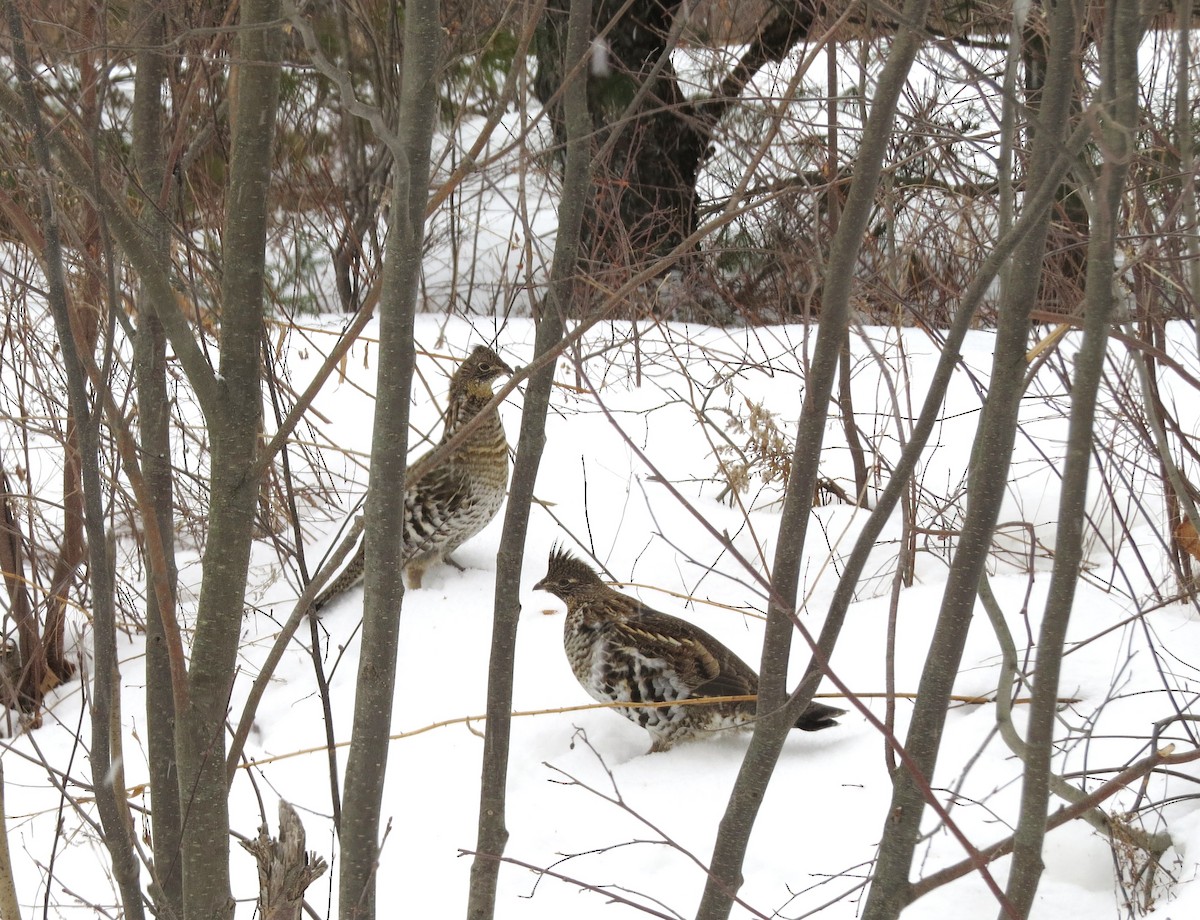 Ruffed Grouse - ML83001331