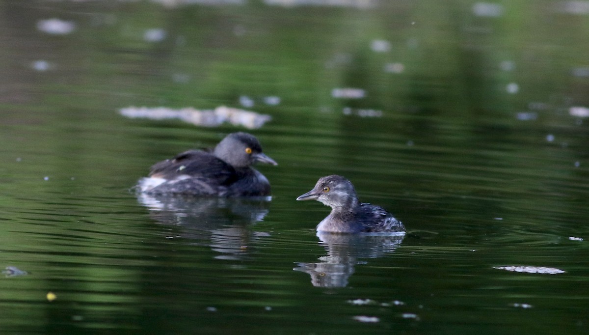 Least Grebe - Jay McGowan