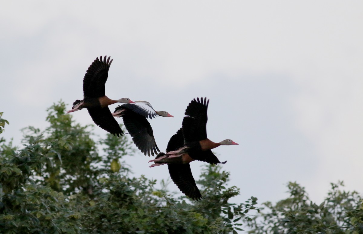 Black-bellied Whistling-Duck (fulgens) - ML83001621