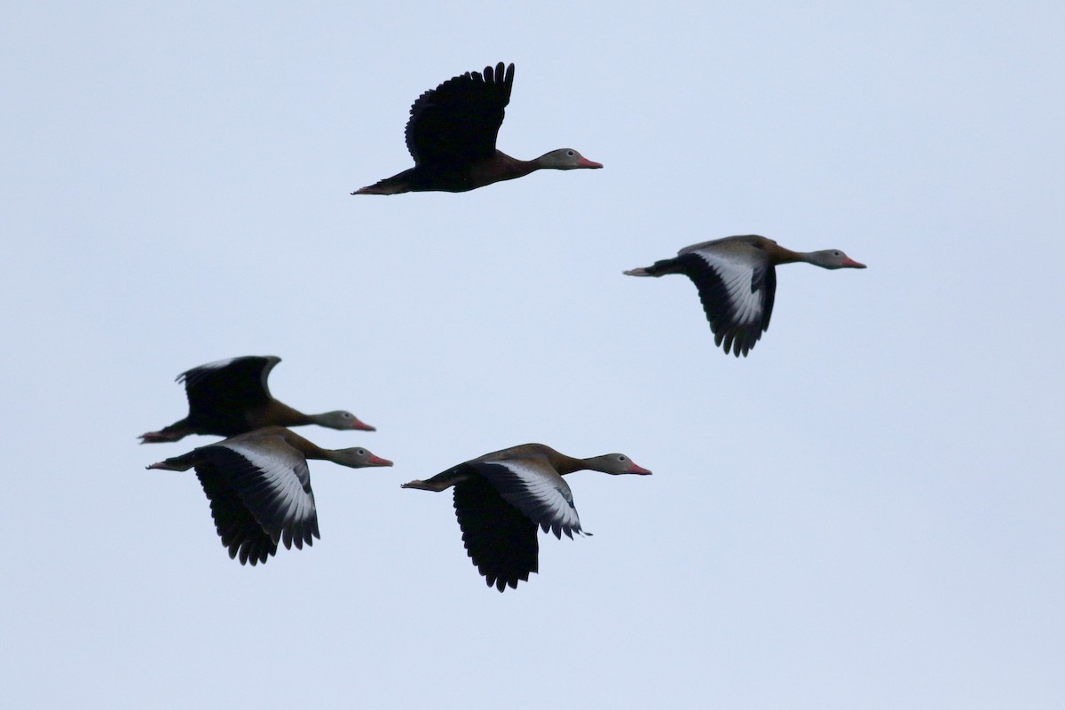 Black-bellied Whistling-Duck (fulgens) - ML83001631