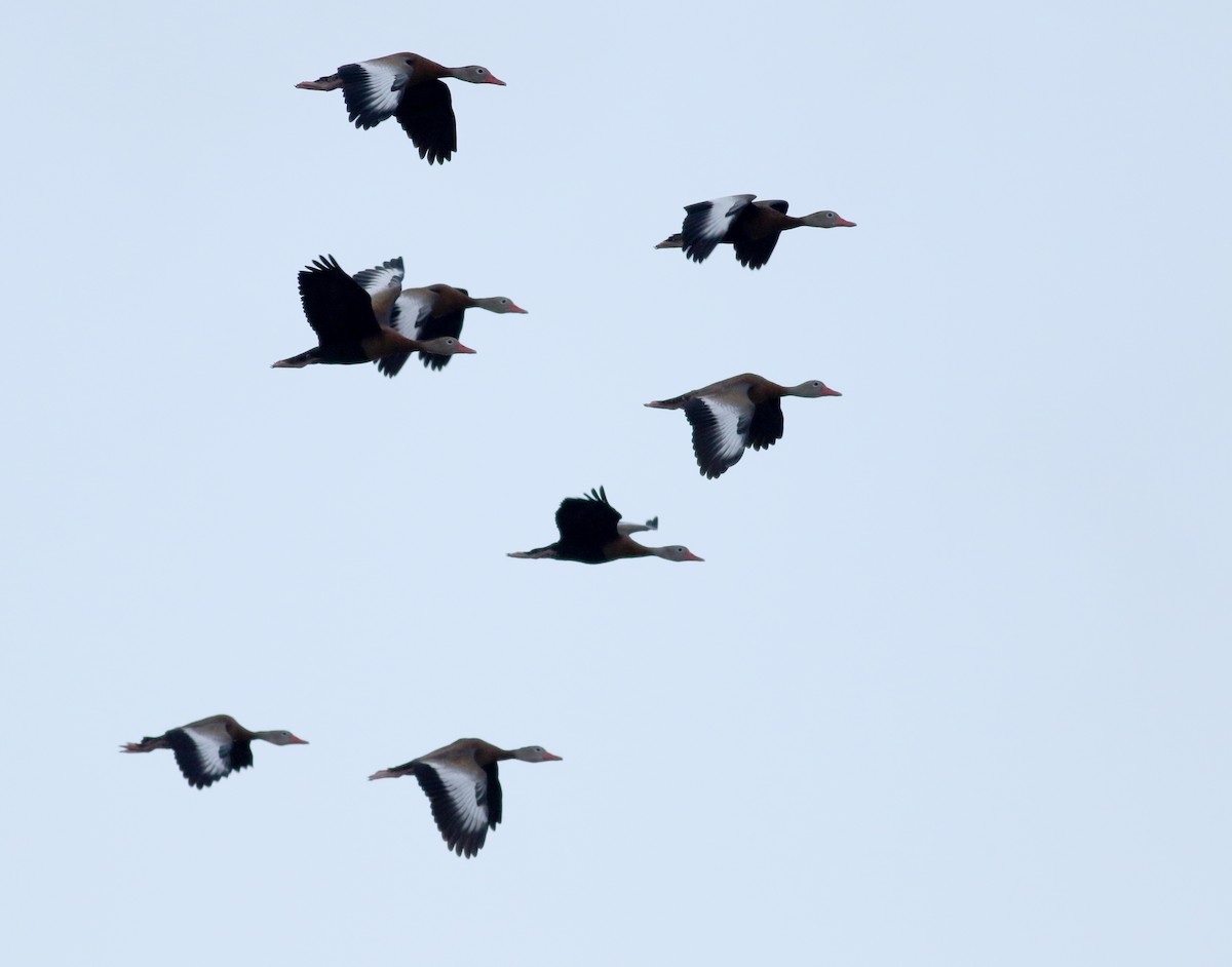 Black-bellied Whistling-Duck (fulgens) - ML83001651