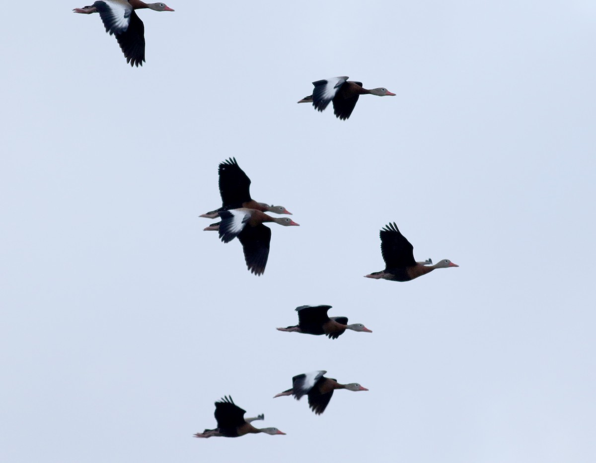 Black-bellied Whistling-Duck (fulgens) - ML83001661