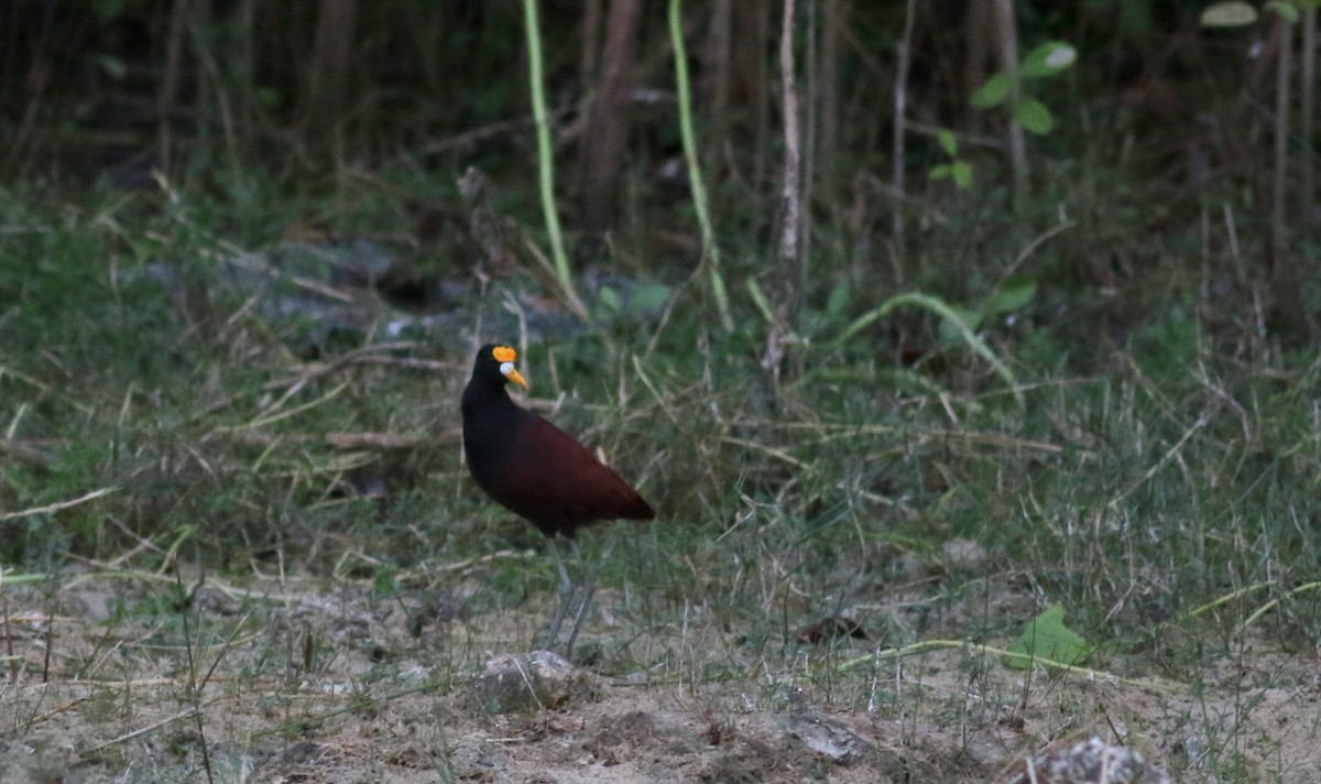 Northern Jacana - ML83001721