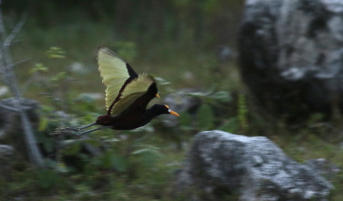 Northern Jacana - ML83001731