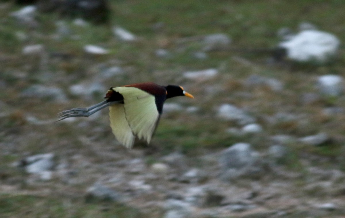 Northern Jacana - ML83001741