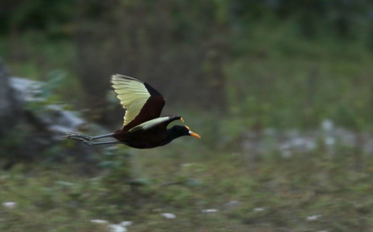 Northern Jacana - ML83001771